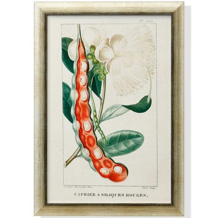 Turnip Tropical Botanicals Framed Art Print VIII