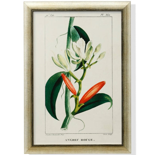 Turnip Tropical Botanicals Framed Art Print IX