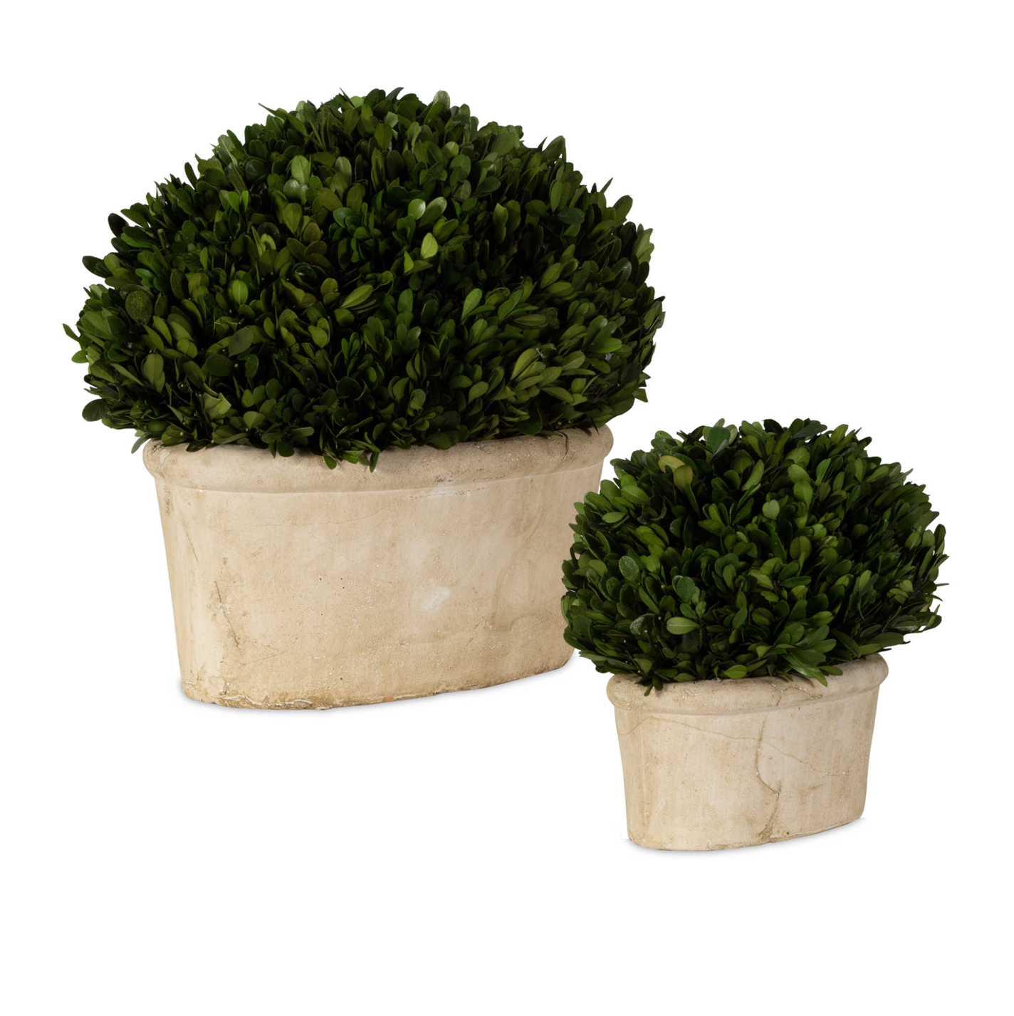 Preserved Boxwood Oval Domes
