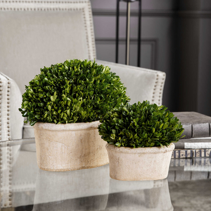 Preserved Boxwood Oval Domes