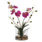 Fuschia Glory Orchid
