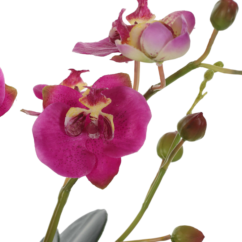 Fuschia Glory Orchid