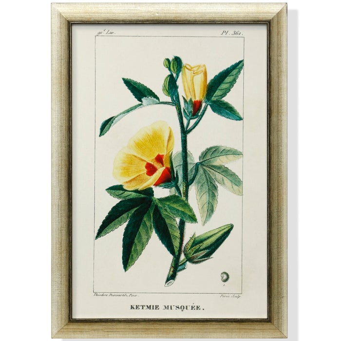 "Hibiscus Abelmoschus"