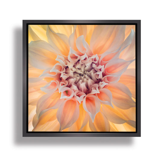 Dahlia 5 by Don Paulson - Art Print