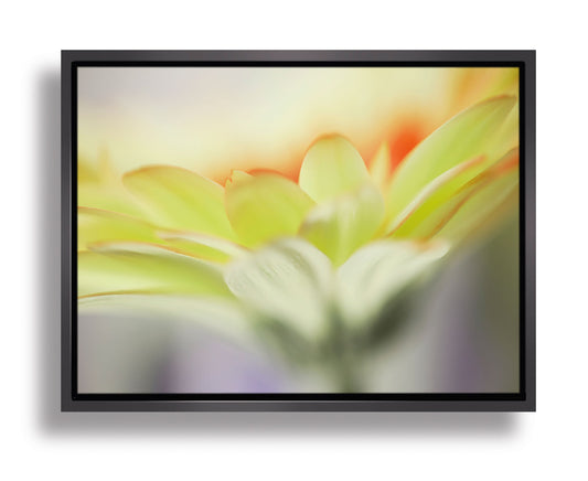 Gerbera Yellow by Florence Delva - Art Print