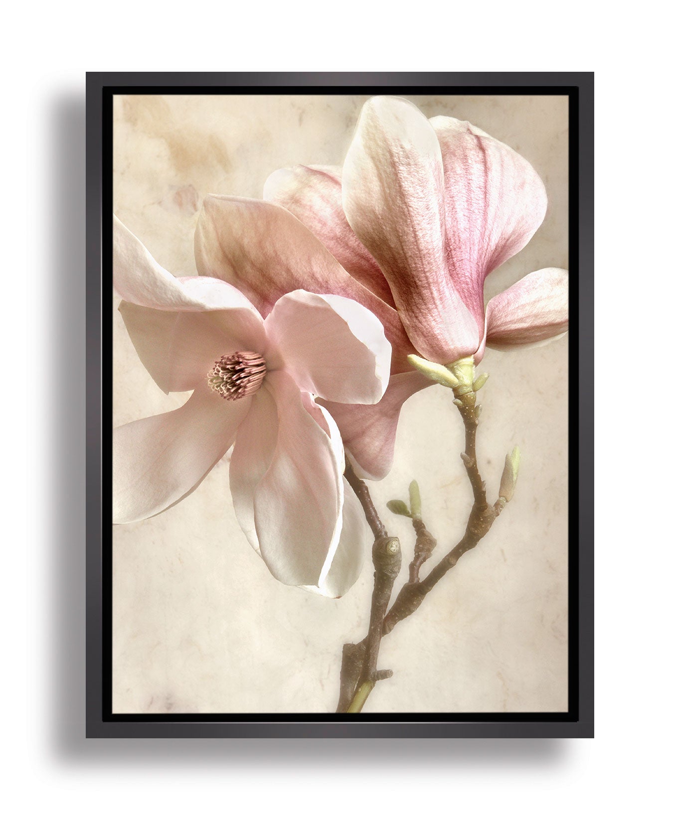 Magnolia I by Donna Geissler - Art Print
